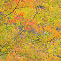 A Mosaic of Fall Leaves 