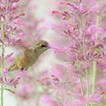 Calliope Hummingbird
