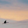 Lone Crane