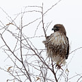 Red-tailed Hawk
