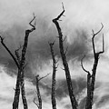 Talking Trees
