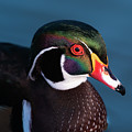 Wood Duck's Colors